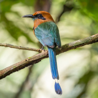 Broad-billed Motmot